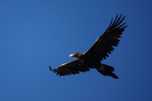 Wedge-tailed Eagle in flight - Australian Stock Image