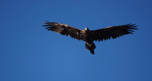 Wedge-tailed Eagle in flight - Australian Stock Image