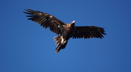 Wedge-tailed Eagle in flight - Australian Stock Image