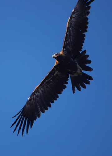 Wedge-tailed Eagle in flight - Australian Stock Image