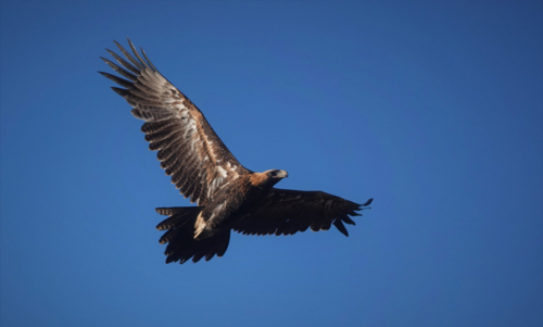 Wedge-tailed Eagle in flight - Australian Stock Image