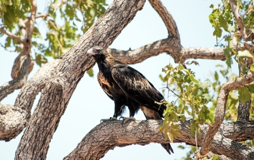 Wedge tailed eagle perched in tree. - Australian Stock Image