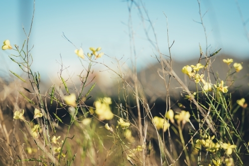 Weeds and flowers with blurry background - Australian Stock Image