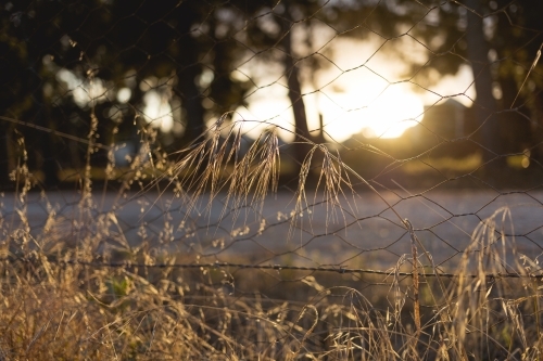 Weeds in sunlight - Australian Stock Image