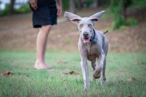 Weimaraner puppy running on grass field - Australian Stock Image