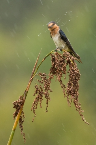 Welcome Swallow shaking its head while perched on a dry branch - Australian Stock Image