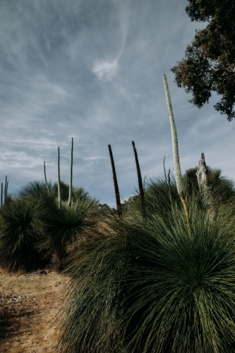 West Australian Bush - Australian Stock Image