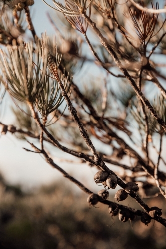West Australian Bush - Australian Stock Image