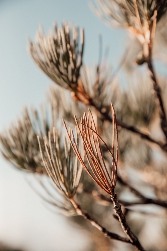 West Australian Bush - Australian Stock Image