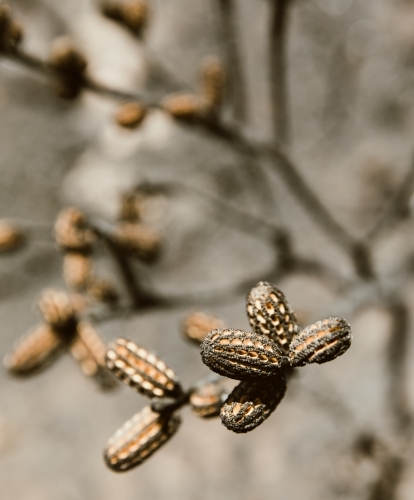 Seed regrowth on tree following bushfires - Australian Stock Image