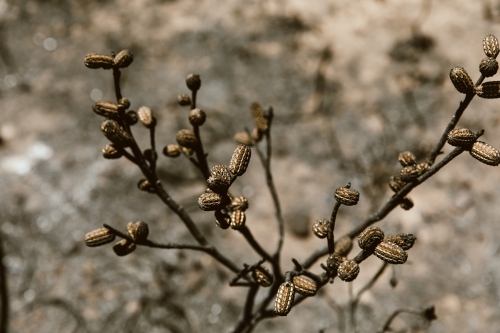 Seed regrowth on tree following bushfires - Australian Stock Image