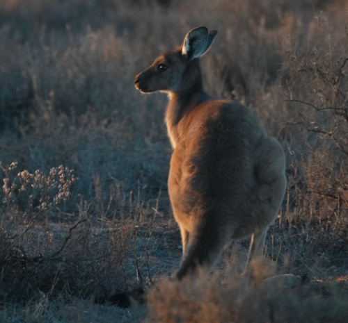 Western Grey Kangaroo amongst the Saltbush - Australian Stock Image