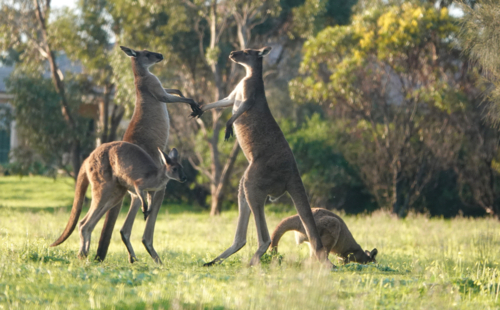 Western Grey Kangaroo - Australian Stock Image