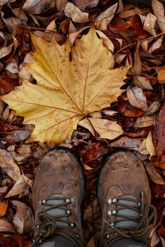 Wet autumn fallen leaf and hiking boots with lots of fallen leaves in background - Australian Stock Image