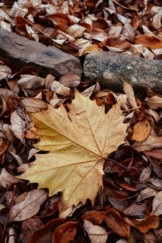 Wet autumn fallen leaf with lots of fallen leaves in background