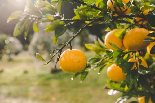 Wet orange citrus on fruit trees, in beam of sunlight on rural farm - Australian Stock Image