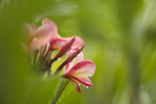 Wet pink frangipani flower seen through blurred green