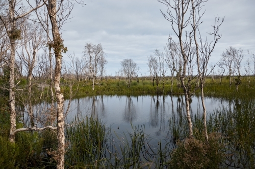 Wetland - Australian Stock Image