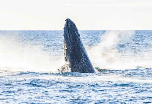 Whale rising up from the ocean. - Australian Stock Image