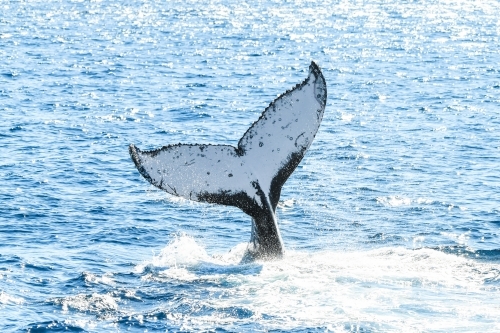Whale tail flicking in the ocean - Australian Stock Image