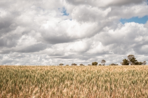 Wheat crop in field with trees in background - Australian Stock Image