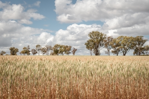 Wheat crop in field with trees in background - Australian Stock Image