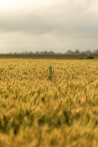 Wheat field with overcast sky - Australian Stock Image