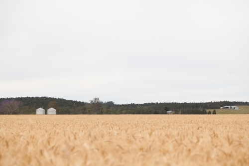 Wheat fields with two silos - Australian Stock Image