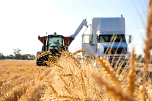 Wheat Harvest - Australian Stock Image