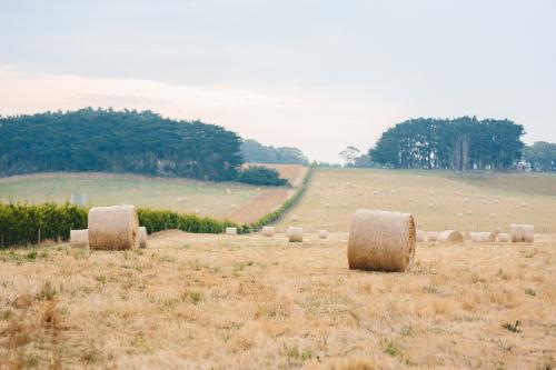 Wheat harvested in a field - Australian Stock Image
