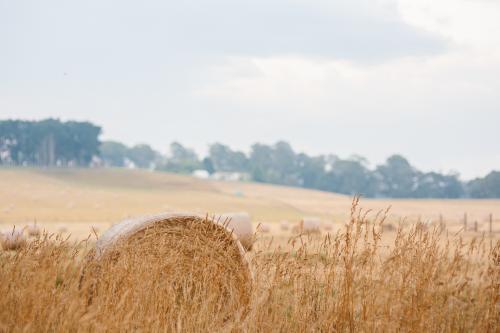 Wheat harvested in a field - Australian Stock Image