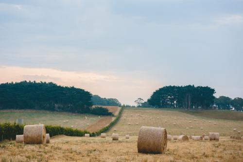Wheat harvested in a field - Australian Stock Image