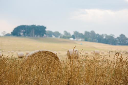 Wheat harvested in a field - Australian Stock Image