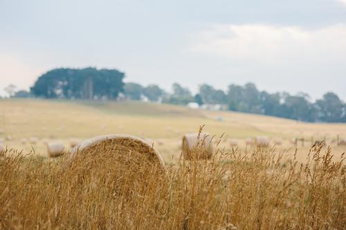 Wheat harvested in a field