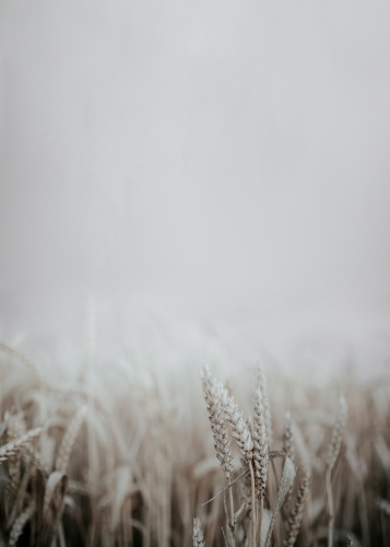 Wheat in fog