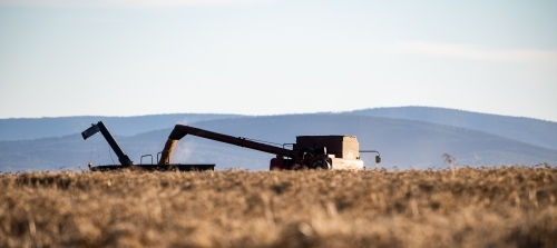 Wheat is unloaded during harvest operation - Australian Stock Image