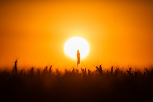 Wheat stalks against orange sunset - Australian Stock Image