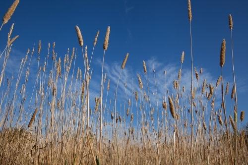 Wheat stalks in front of blue sky - Australian Stock Image