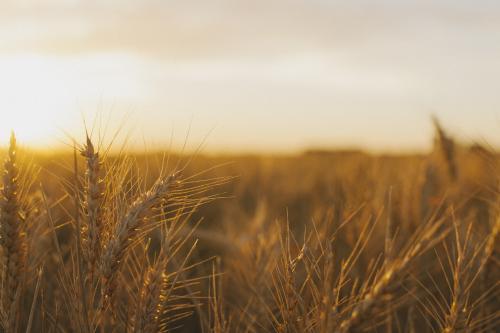 Wheat stalks shining in the fields at sunset - Australian Stock Image