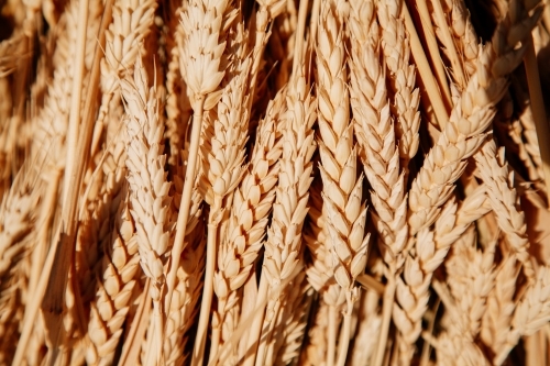 Wheaten Chaff close-up