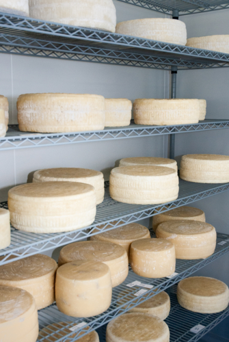 Wheels of cheese in a fridge - vertical - Australian Stock Image