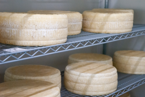 Wheels of cheese in an fridge - horizontal - Australian Stock Image