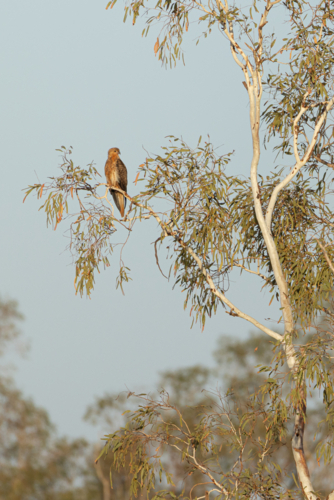 Whistling Kite (Haliastur sphenurus) resting on branches against clear sky - Australian Stock Image
