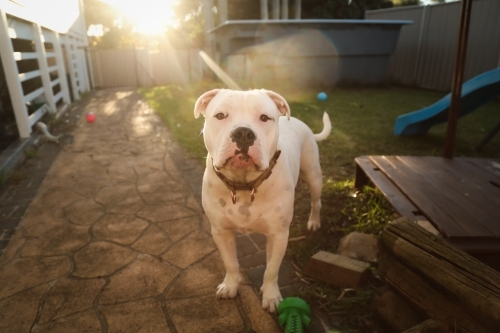 white American Bulldog breed dog bathed in golden afternoon light - Australian Stock Image