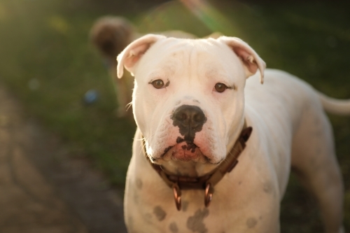 White American Bulldog breed dog bathed in golden afternoon light close up - Australian Stock Image