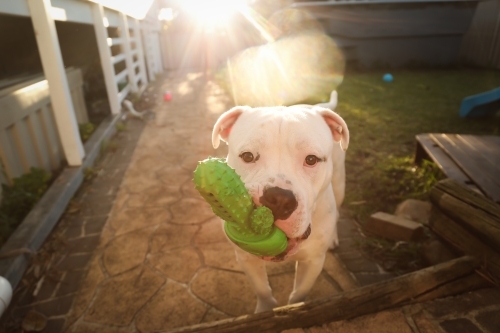 White American Bulldog breed dog bathed in golden afternoon light with chew toy in mouth - Australian Stock Image