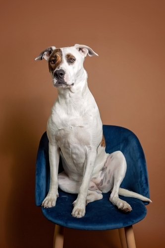 White and patched bull arab sitting on velvet chair - Australian Stock Image