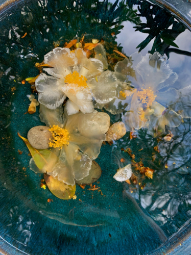 White and translucent flowers submerged in blue bird bath - Australian Stock Image