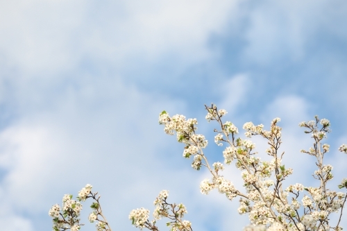 White blossom flowers on tree in early spring with blue sky background - Australian Stock Image