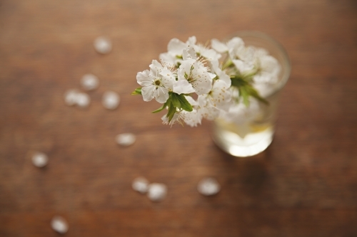 White blossom from a plum tree in a glass vase